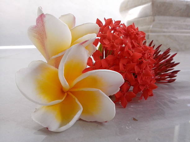 istock Beautiful Frangipani Flower 530932121