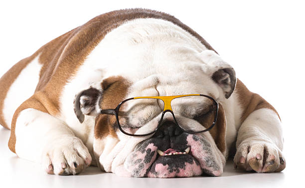 istock dog wearing glasses 530932467
