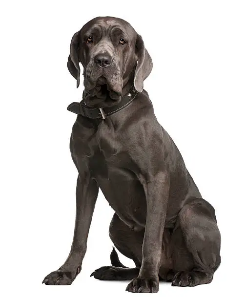 Neapolitan Mastiff, 3 years old, sitting in front of white background