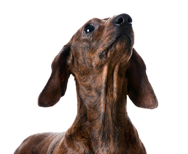 istock miniature smooth dachshund portrait 530932621