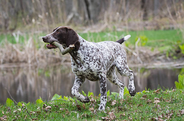 deutsche shorthaired pointer - pointer stick stock-fotos und bilder