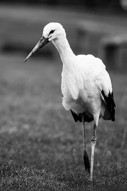 istock Beautiful white crane in the wild 530932737