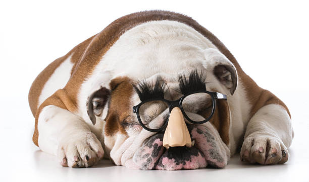 istock dog wearing glasses 530932799