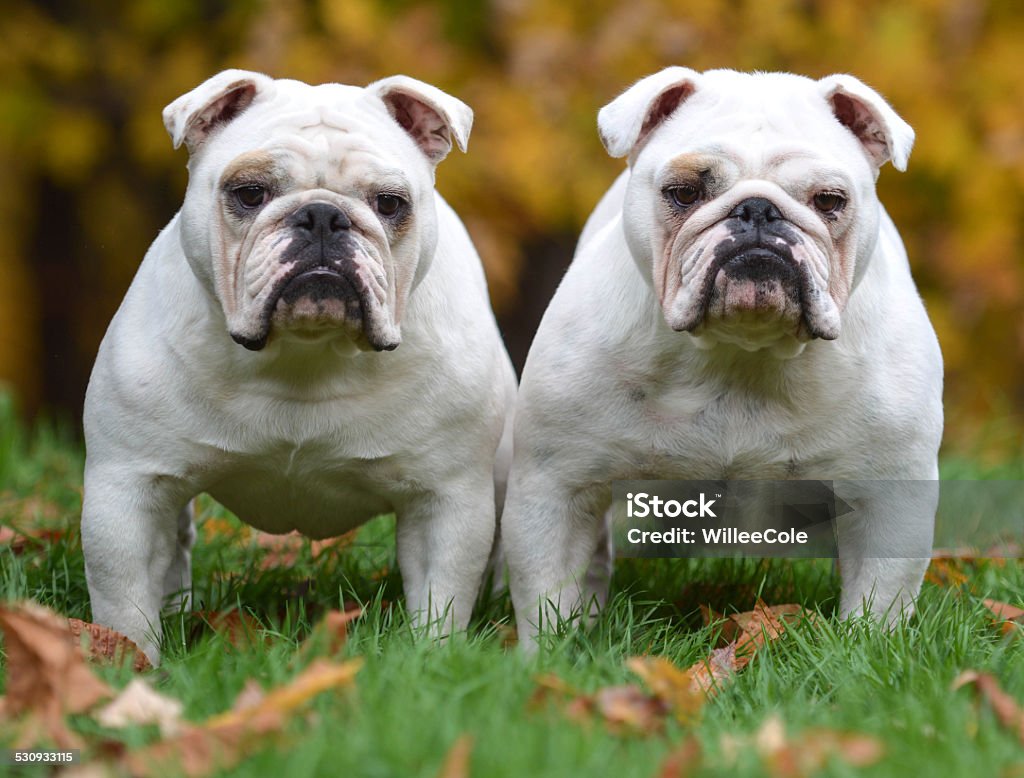 two bulldogs two english bulldogs standing in the grass looking at viewer Repetition Stock Photo