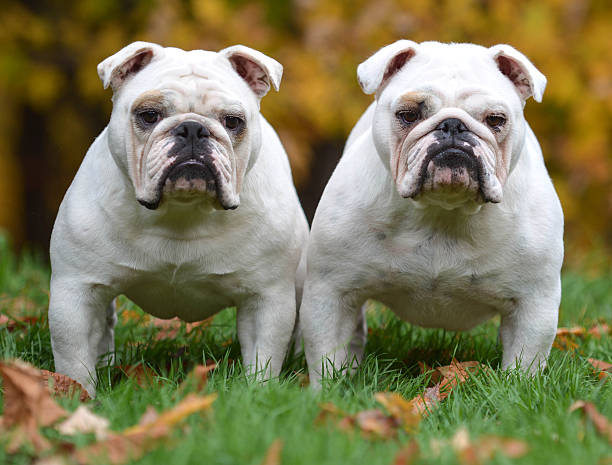 two bulldogs stock photo