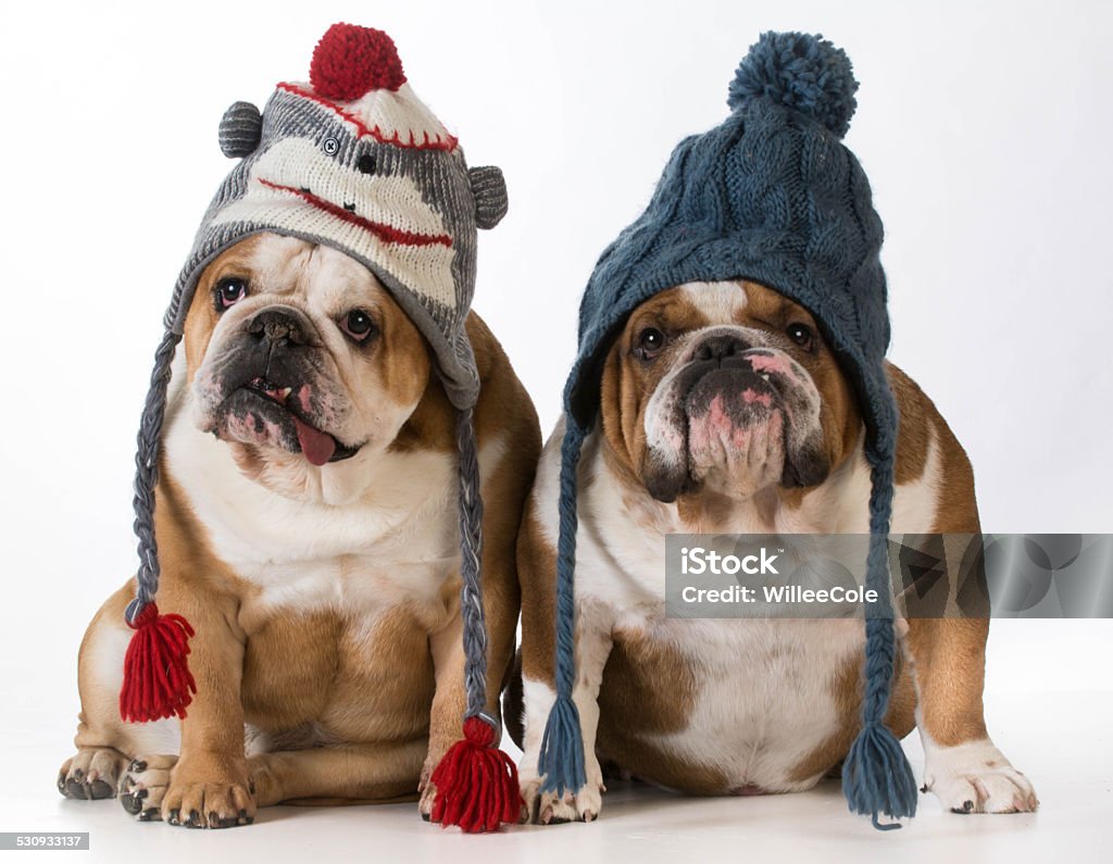 dogs dressed for winter two dogs dressed for winter - english bulldogs wearing winter hats Animal Stock Photo