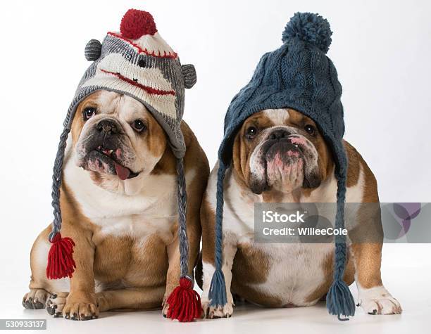 Dogs Dressed For Winter Stock Photo - Download Image Now - Animal, Blue, Bulldog