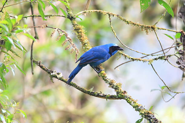 turchese jay - at the edge of foto e immagini stock