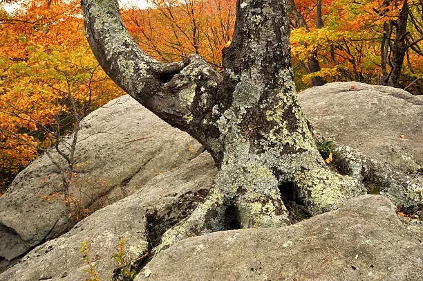 Photo of Large tree growing out of rock with orange background.