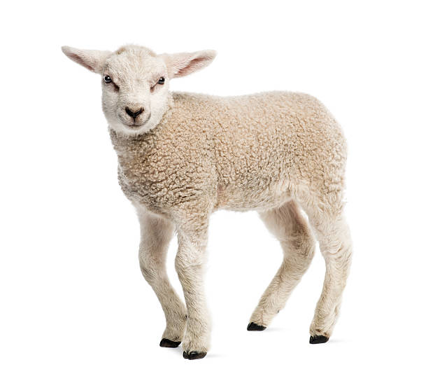 lamb (8 wochen alt) isoliert auf weiss - schaf stock-fotos und bilder