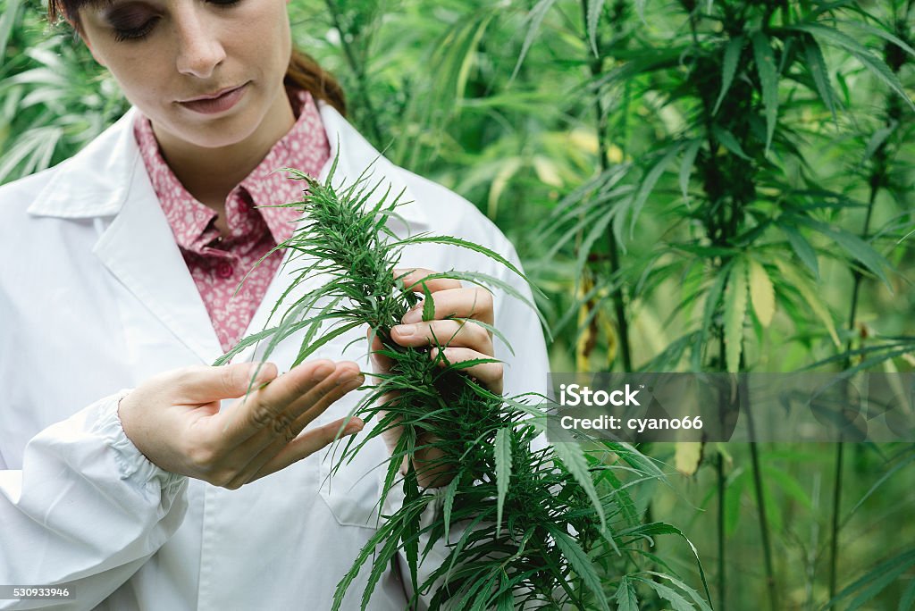 Scientist checking hemp flowers Female scientist in a hemp field checking plants and flowers, alternative herbal medicine concept Cannabis Plant Stock Photo