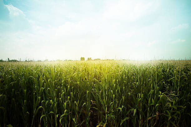 campo de maíz verde listo para la cosecha, luz por la tarde, al atardecer, - late afternoon fotografías e imágenes de stock