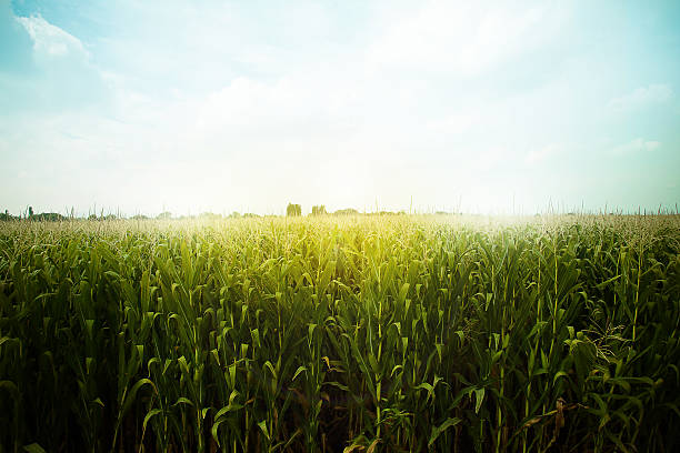 vert champ de maïs prêt pour la récolte, la fin de l'après-midi de lumière, le soleil couchant, - corn crop corn photos photos et images de collection