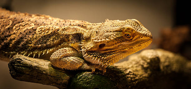 Bearded Dragon warms himself. A bearded dragon stares at the camera as his photo is taken while warming under his lamp. giant bearded dragon stock pictures, royalty-free photos & images