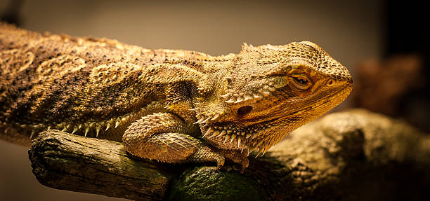 Bearded Dragon is checking you out. A bearded dragon stares at the camera as his photo is taken while warming under his lamp. giant bearded dragon stock pictures, royalty-free photos & images