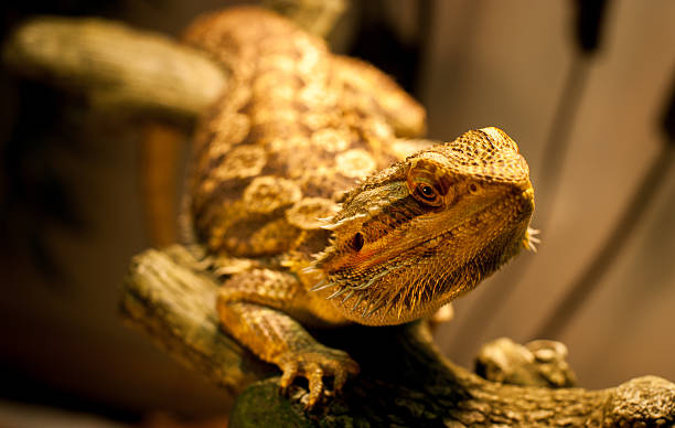 Bearded Dragon warms himself. A bearded dragon stares at the camera as his photo is taken while warming under his lamp giant bearded dragon stock pictures, royalty-free photos & images