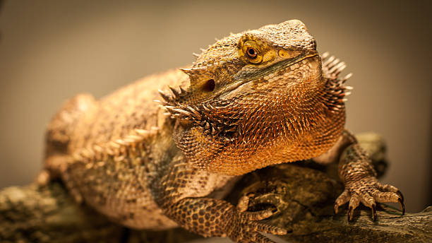 Bearded Dragon warms himself. A bearded dragon stares at the camera as his photo is taken while warming under his lamp. giant bearded dragon stock pictures, royalty-free photos & images