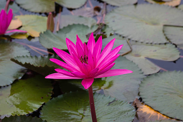 Sea of pink and red lotus at Udonthani Thailand stock photo
