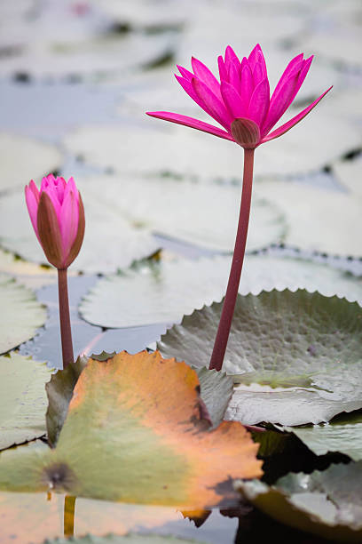 Sea of pink and red lotus at Udonthani Thailand stock photo