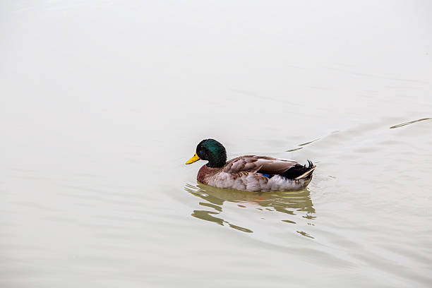 istock wild duck swimming in water 530934407