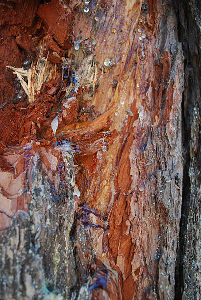 istock Resin flowing from the damaged wood. 530934494