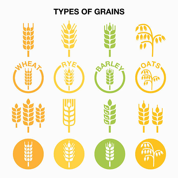 rodzaj ziarna, zboża ikony-pszenica, żyto, jęczmień, owies zwyczajny - barley grass illustrations stock illustrations