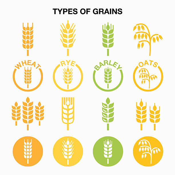 ilustrações de stock, clip art, desenhos animados e ícones de tipos de grãos de cereais ícones de trigo, centeio, aveia, cevada - wheat cereal plant oat crop