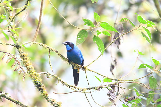 turchese jay - at the edge of foto e immagini stock