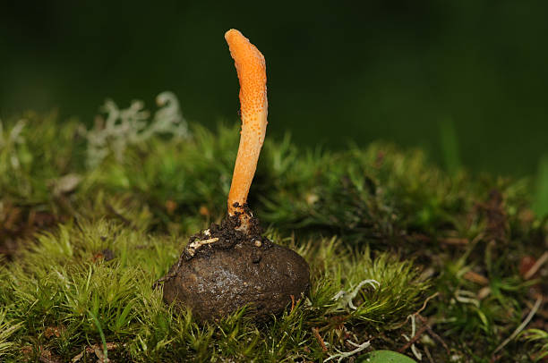 istock Cordyceps militaris fungus 530936810