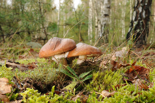 Suillus luteus fungus, commonly referred to as slippery jack or sticky bun in English speaking countries