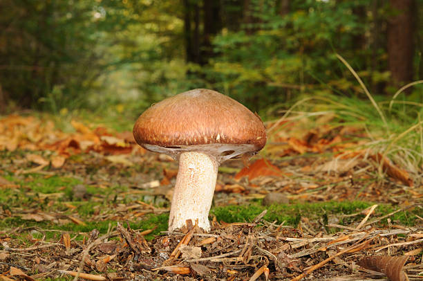 istock Suillus luteus fungus with forest trees in the background 530937136