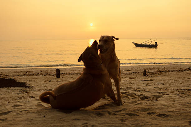 istock Dogs playing on the beach with sunset. 530937457