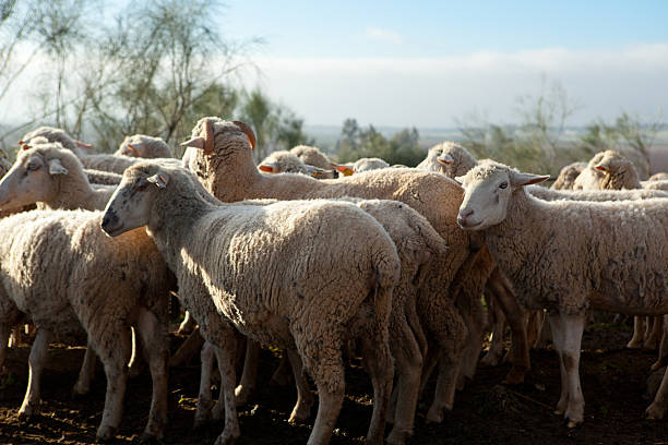 istock Standing at fenced corral 530937989