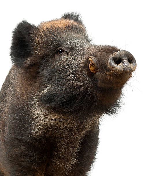 Wild boar, also wild pig, Sus scrofa close up Wild boar, also wild pig, Sus scrofa, 15 years old, close up against white background boar stock pictures, royalty-free photos & images