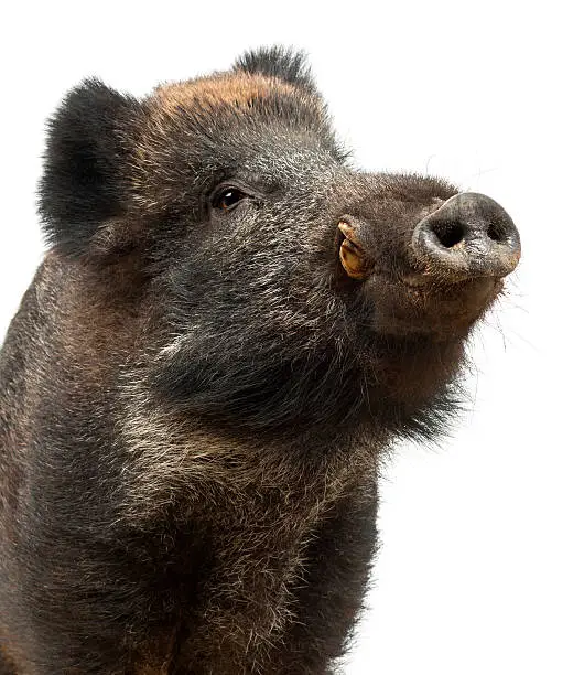 Wild boar, also wild pig, Sus scrofa, 15 years old, close up against white background