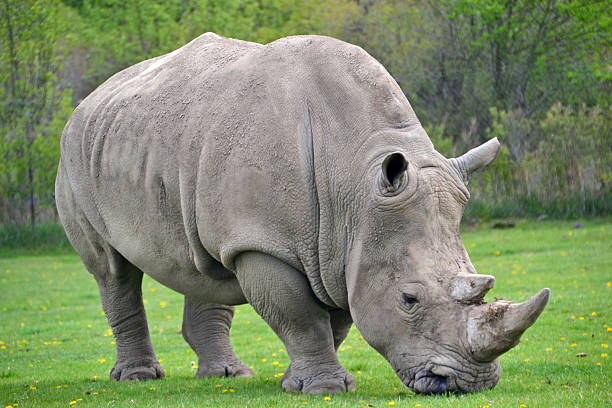 istock Rhinoceros Grazing Peacefully 530938031