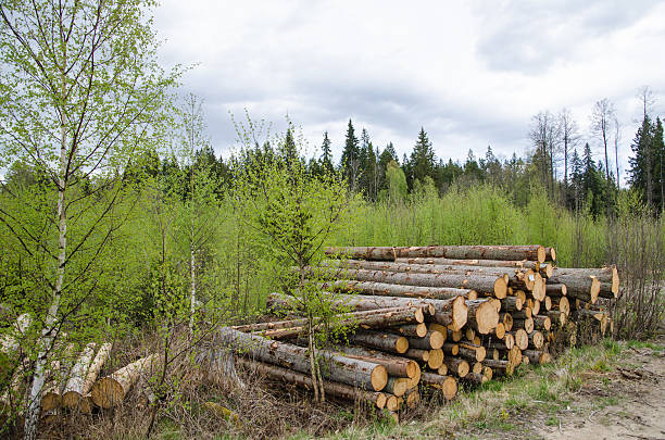 logpile im frühling - logpile stock-fotos und bilder