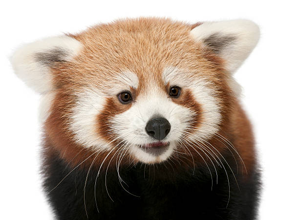 istock Young Red panda or Shining cat, Ailurus fulgens 530938696