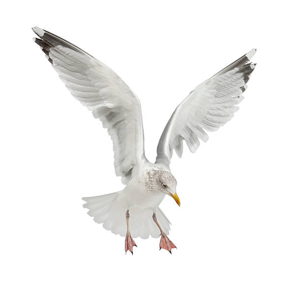 istock European Herring Gull, Larus argentatus, 4 years old, flying 530938808
