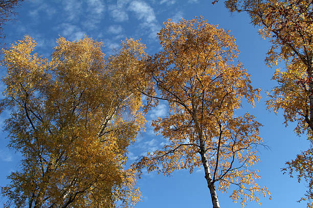 Autumn. Crowns of trees against the blue sky. Autumn. Crowns of trees against the blue sky. birch gold group review of gold stock pictures, royalty-free photos & images