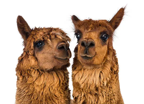 Close-up of two Alpacas, one is looking away and one is looking at camera against white background