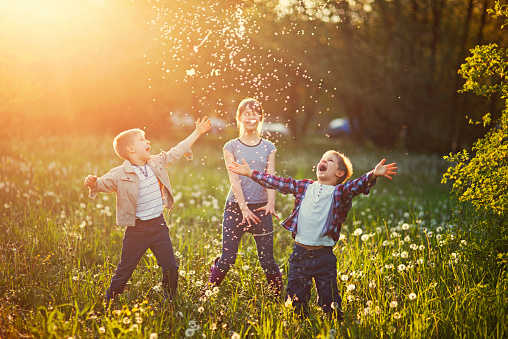 Little girl is and her brothers are throwing dandelion in the air and enjoying beautiful dandelion seeds flying around. The kids are laughing and  in spring dandelion field. The girls is aged 10 and the boys are aged 6. 