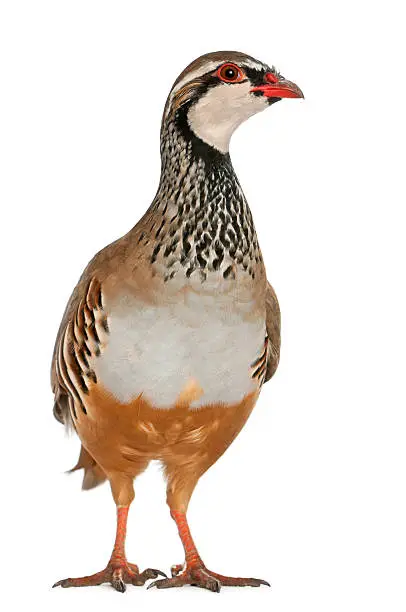 Photo of Red-legged Partridge or French Partridge, Alectoris rufa standing