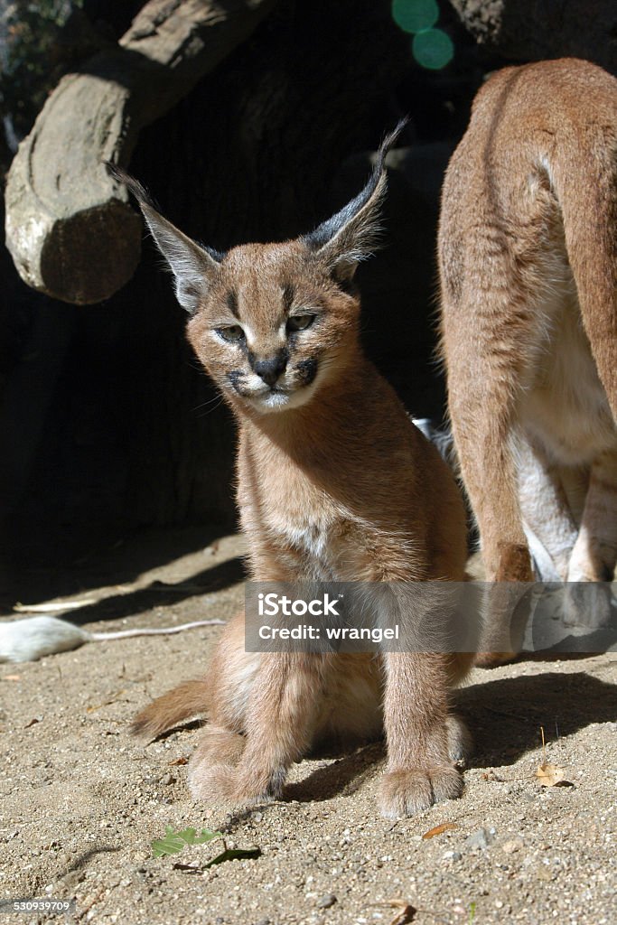 Caracal kitten Caracal kitten (Caracal caracal). Africa Stock Photo