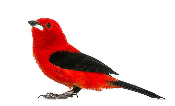 istock Brazilian Tanager - Ramphocelus bresilius - isolated on white 530940182