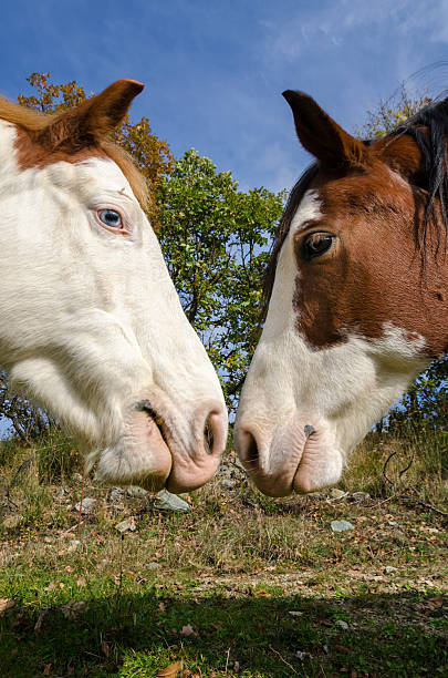 istock pair of horses 530940281
