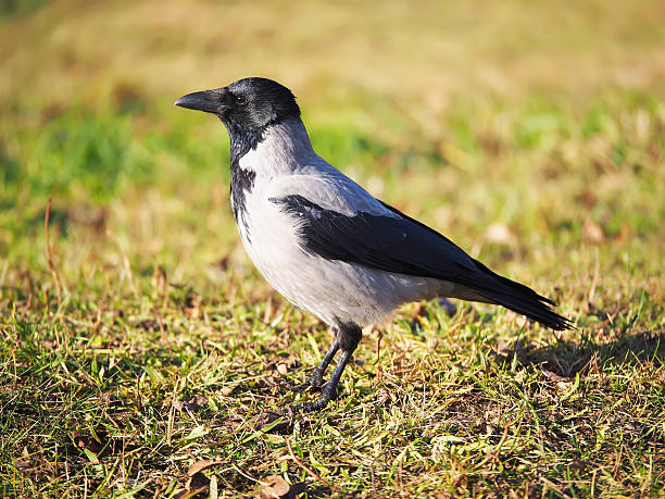 istock Crow on the bank of the river 530940620