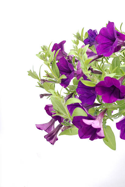 istock purple spring flowers 530941222