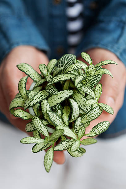istock Little houseplant 530941478