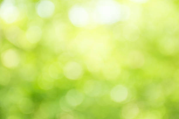 istock Abstract Green Natural Defocused Lights 530941524